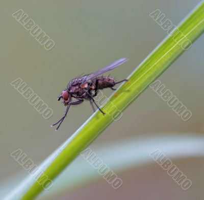 small fly