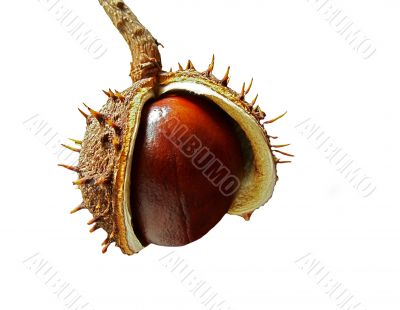 cracked chestnut