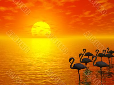 sunset and flamingos