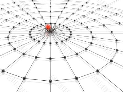 spider and web
