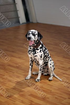 Dalmatian