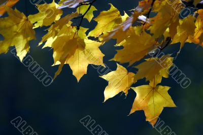 Autumn leaves