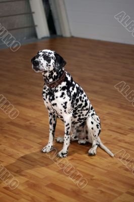Dalmatian