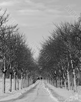 Avenue
