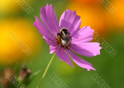 Bee on a flower.
