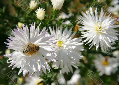 Bee and flowers.