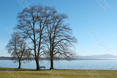 3 trees at the lake
