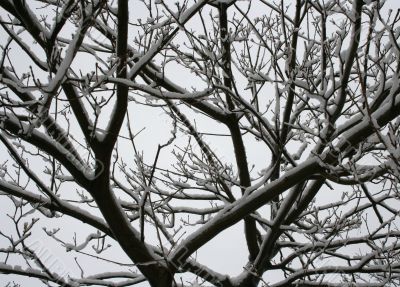 Wet Snow on Tree Branches
