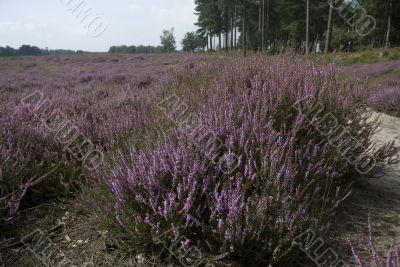 Heathland