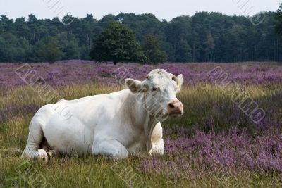 White cow in heathland