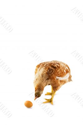Is that my egg?