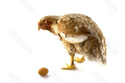 chicken-with-egg