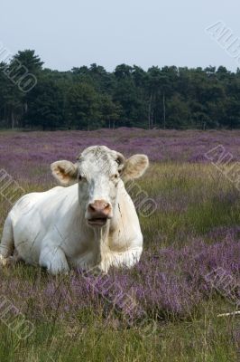 cow in heathland
