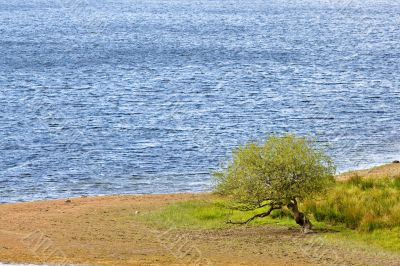 Solitary tree