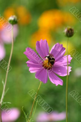 Bee on a flower.