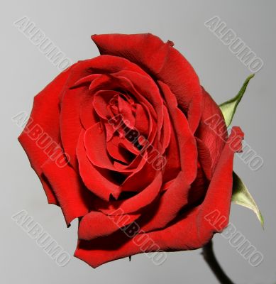 Red rose.