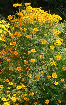  flowers.