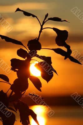Branch on a sunset.