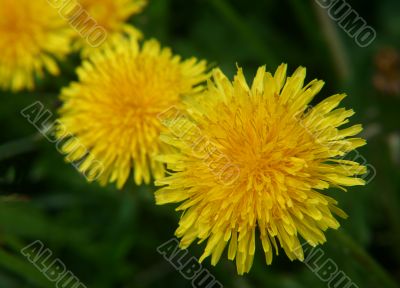 dandelions.