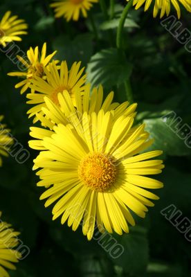 Yellow flowers.