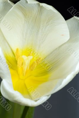 white tulip