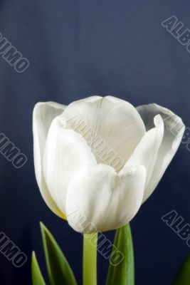 white tulip