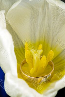 Gold ring with tulip