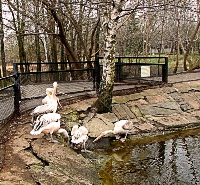 Pelicans