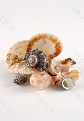 snails and shells