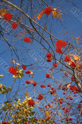 Autumn landscape.