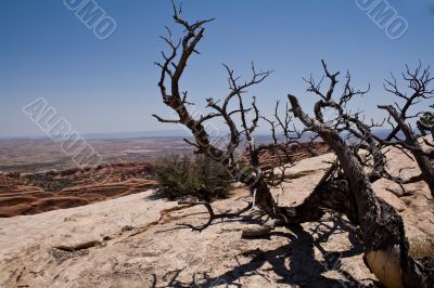 Dead tree in the canyons