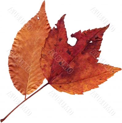 Natural Leaf