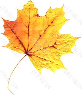 Natural Leaf
