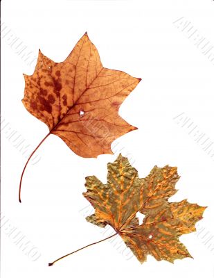 Natural Leaf