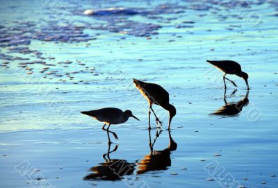 Birds on the beach