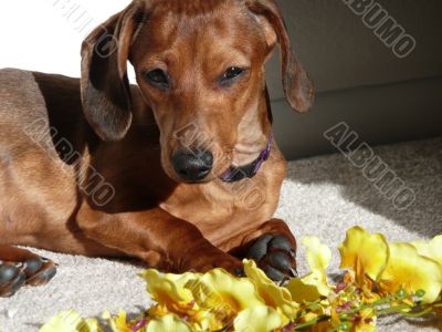 Dachshund with Orchids