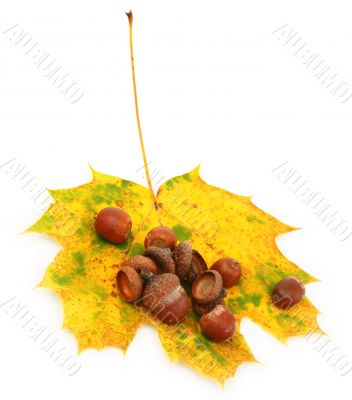 acorns and maple leaf on white