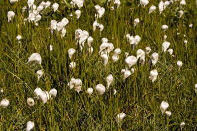 Meadow of the Cotton grass. Swiss Alps.