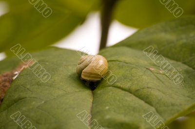 Snail on the leaf