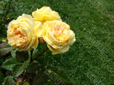 Yellow roses