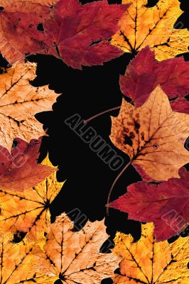 Nature Webpage Design layout