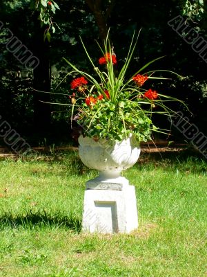 Red Flowers In White Pot