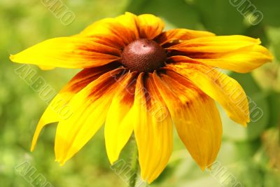  Sun flower.