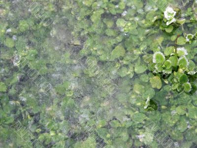 Grass under ice