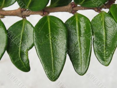 Small leafs