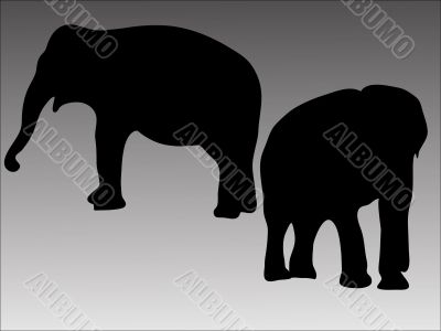 Silhouette of two elephants