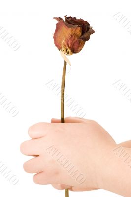Holding a Dried Flower