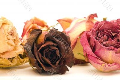Close-up Dried Flowers