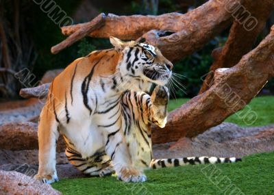 Scratching Tiger