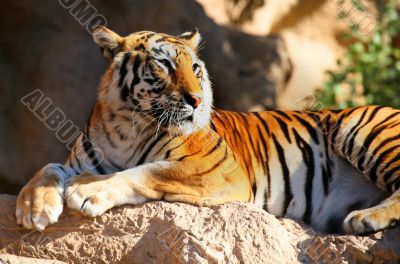 Tiger Laid